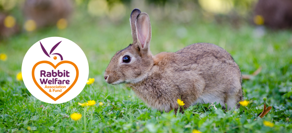 Rabbit Welfare Association & Fund Raises Awareness of Rabbit Neglect ...